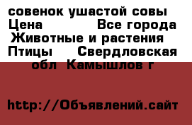 совенок ушастой совы › Цена ­ 5 000 - Все города Животные и растения » Птицы   . Свердловская обл.,Камышлов г.